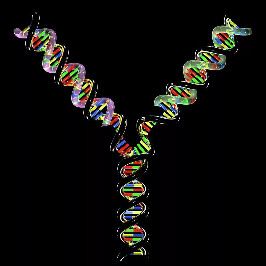 Репликация ДНК анимация. Репликация ДНК 3д. Репликация ДНК гиф. Цепочка ДНК.