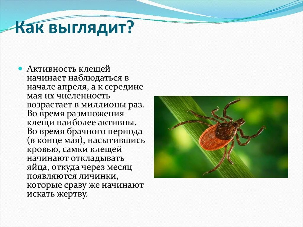 Активность клещей по месяцам. Активный период клещей. В какое время активны клещи. Когда активность клещей. В каком месяце клещи наиболее активны.