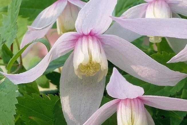 Alpklematis Clematis alpina 'Willy' Sveriges Trädgårdsmästare