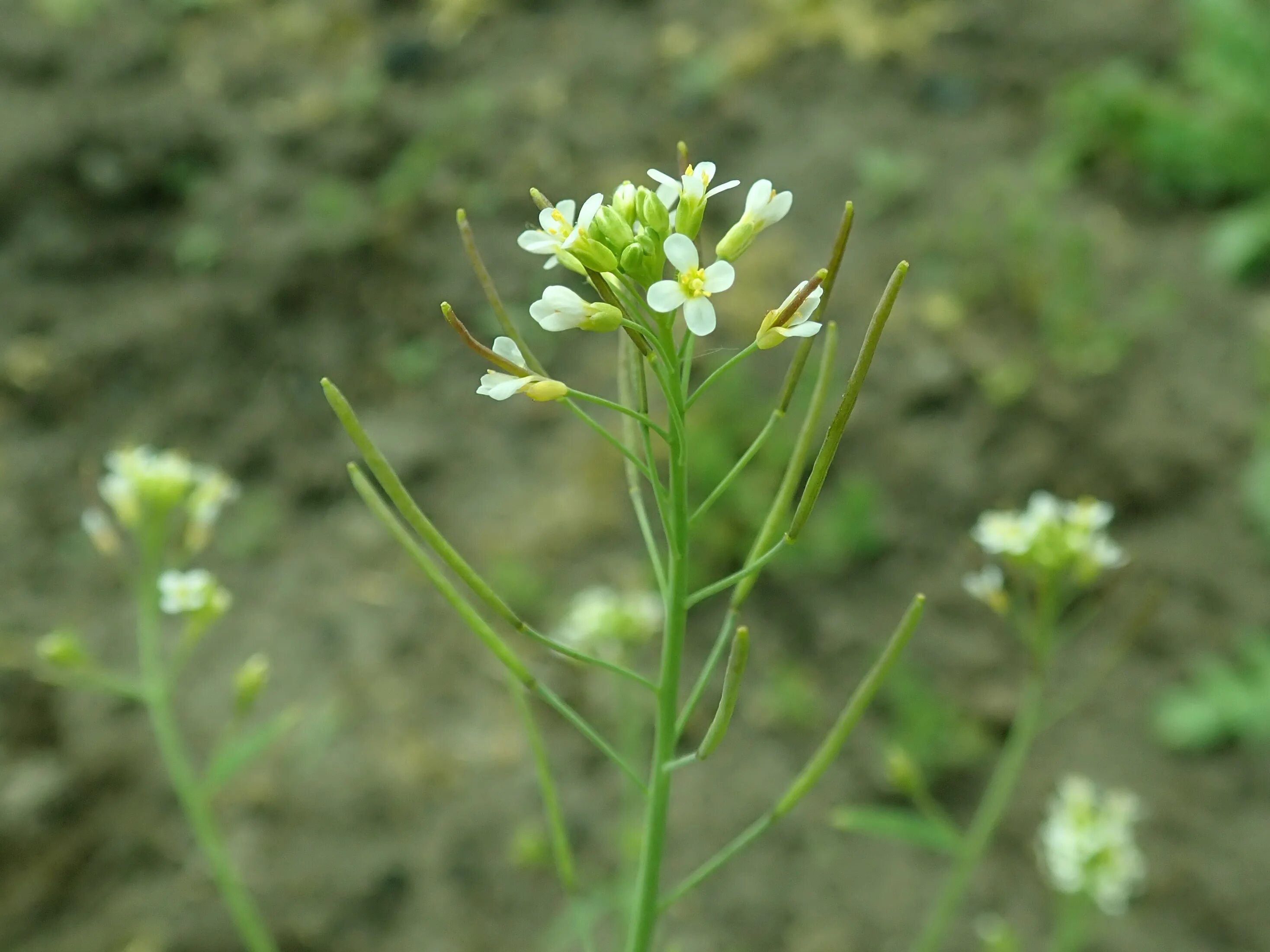 Arabidopsis thaliana плод. Arabidopsis чашелистики. Arabidopsis thaliana трава детектор мин.