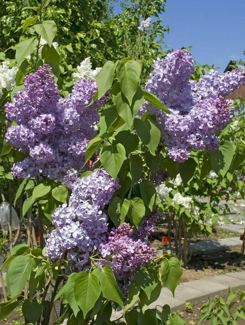 Название сирени сорта. Сирень capitaine Baltet. Сирень обыкновенная Капитан Гастелло. Syringa vulgaris 'capitaine Baltet'. Сорт сирени Капитан Бальте.