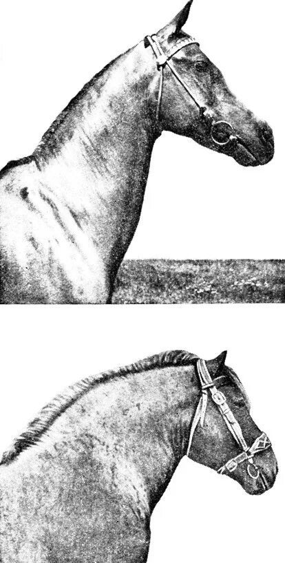 Длинная прямая шея у лошади. Жировой гребень у лошади. Гребень у жеребца.
