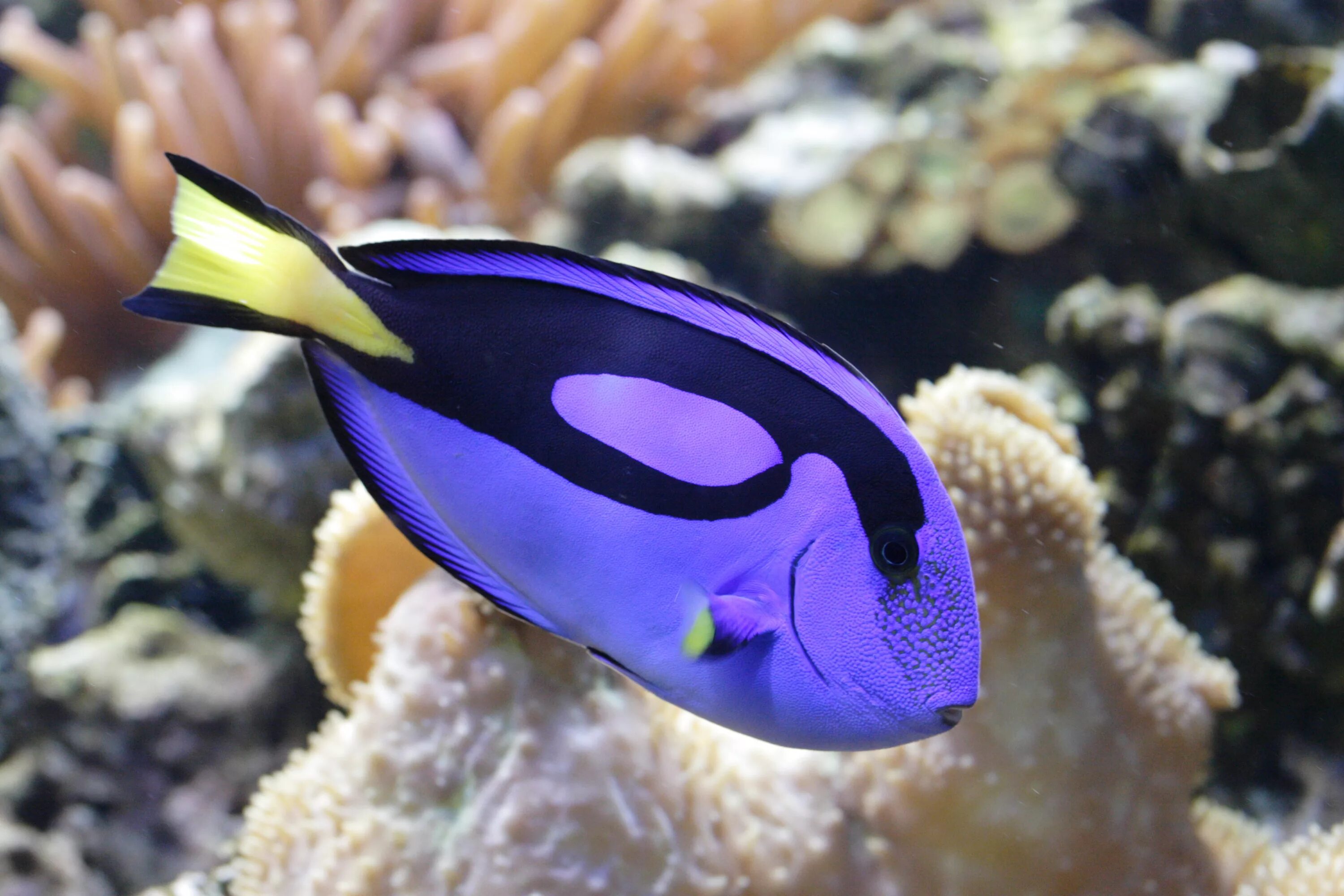 Хепатус Королевский. Хирург Королевский (Paracanthurus hepatus). Голубой хирург (Paracanthurus hepatus). Acanthurus nigricans. К чему снится красивая рыба