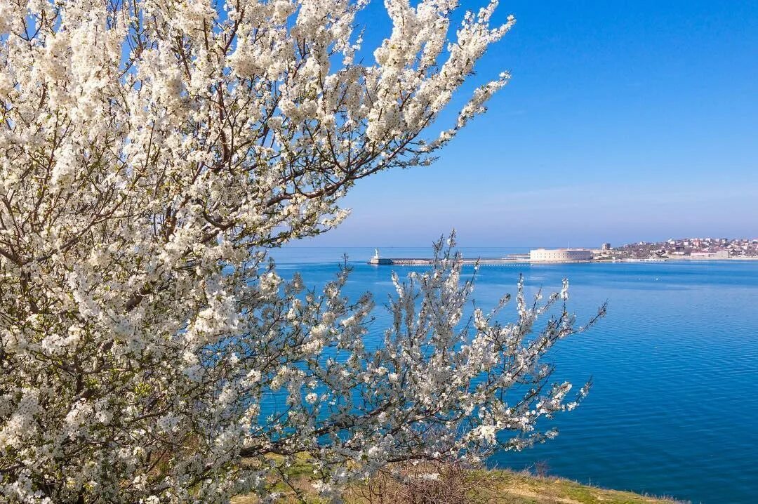 В крыму зацветут. Ялта цветение миндаля. Миндаль цветет в Севастополе. Цветущий миндаль в Севастополе. Цветение миндаля в Севастополе.