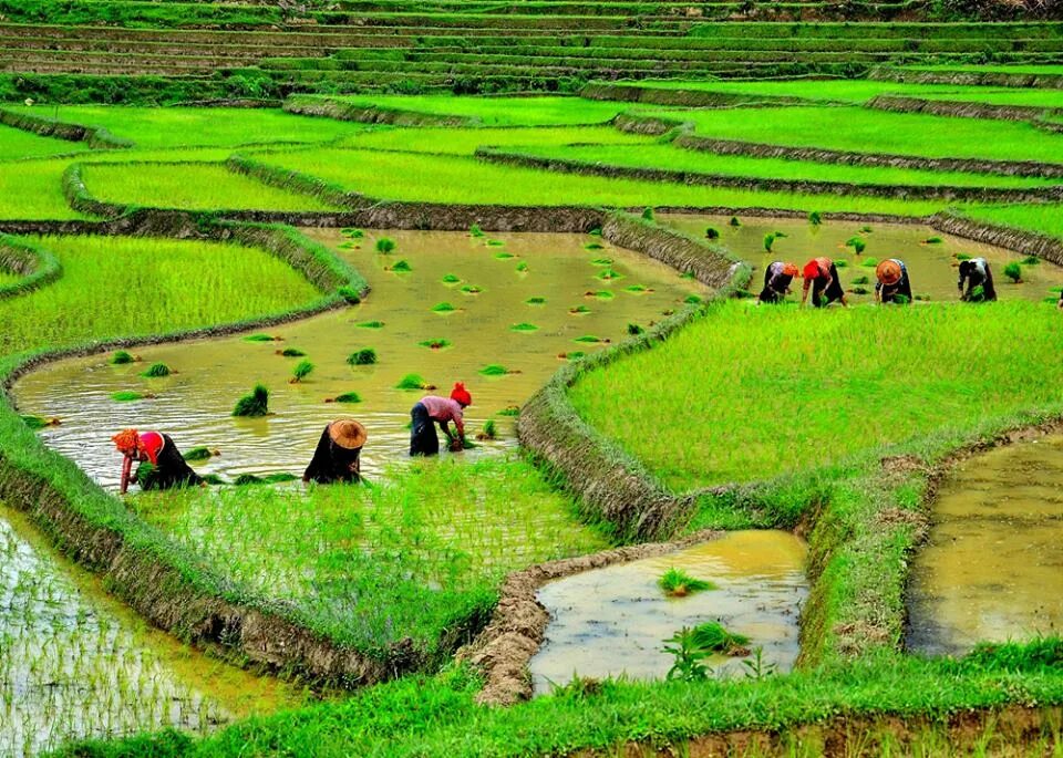 Малайзия специализация. Мьянма сельское хозяйство. Лаос земледелие. Сельскохозяйство Индии. Лаос сельское хозяйство.