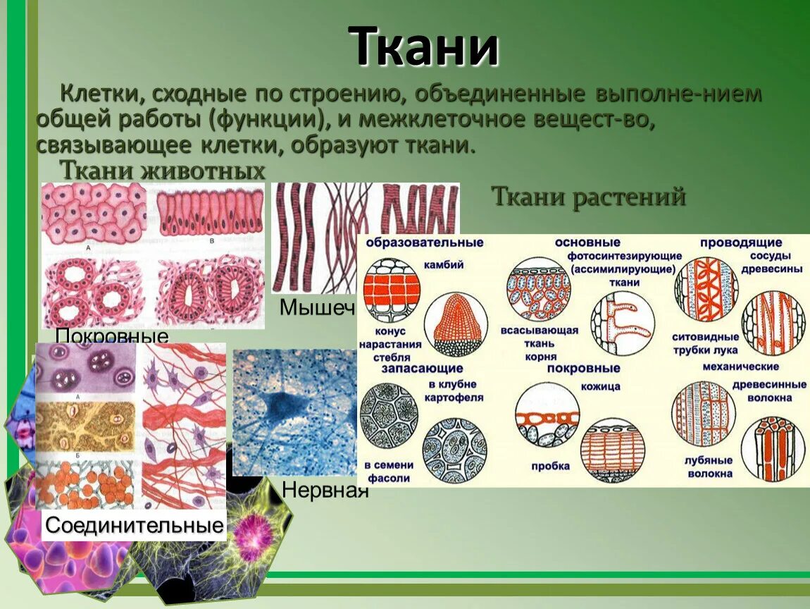 На рисунке изображены клетки образующие ткань