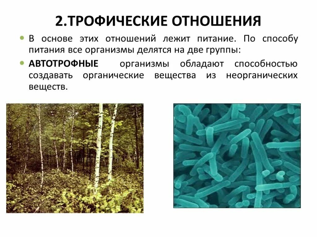 Трофические взаимоотношения. По способу питания организмы делятся на 2 группы. К автотрофным организмам относятся. Автотрофные организмы делятся на две. Группа автотрофных организмов