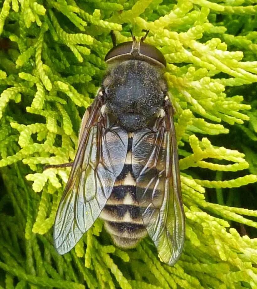 Слепень Tabanus. Слепень бычий Tabanus bovinus. Муха слепень. Слепни (Tabanidae).