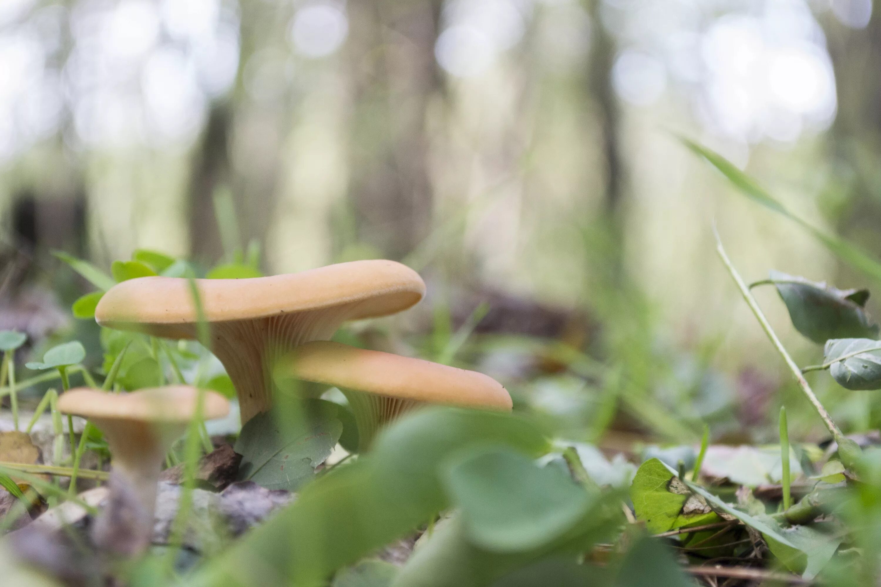 Грибы нокиа. Грибы в лесу. Грибы в траве. Красивые съедобные грибы. Зеленый гриб.