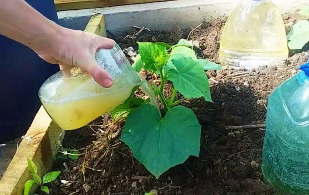 Можно огурцы с молоком. Полив огурцов сывороткой. Полив в теплицы для огурцов. Полив огурцов молоком. Сыворотка для огурцов для опрыскивания.