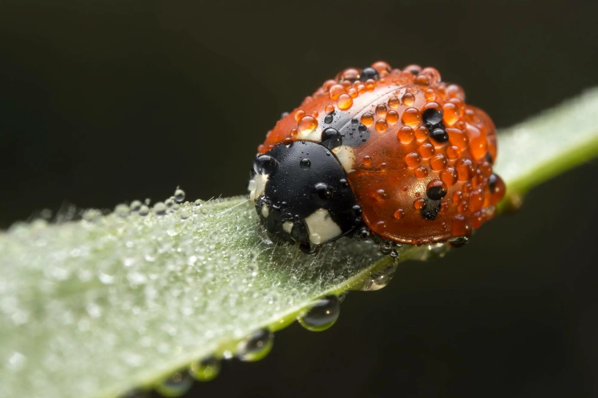 Ladybird Божья коровка. Божья коровка энтомофаг. Божья коровка и тля. Божья коровка фитофаги. Какие есть божьи коровки