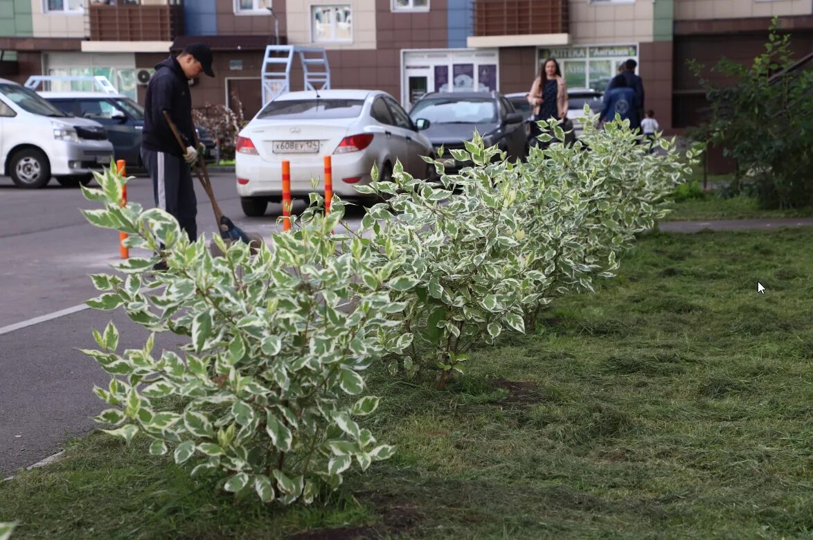 Дерен элегантиссима. Как посадить дерен белый. Дерен ауреа элегантиссима. Дерен белый 'elegantissima'. Дерен гаучаулти.