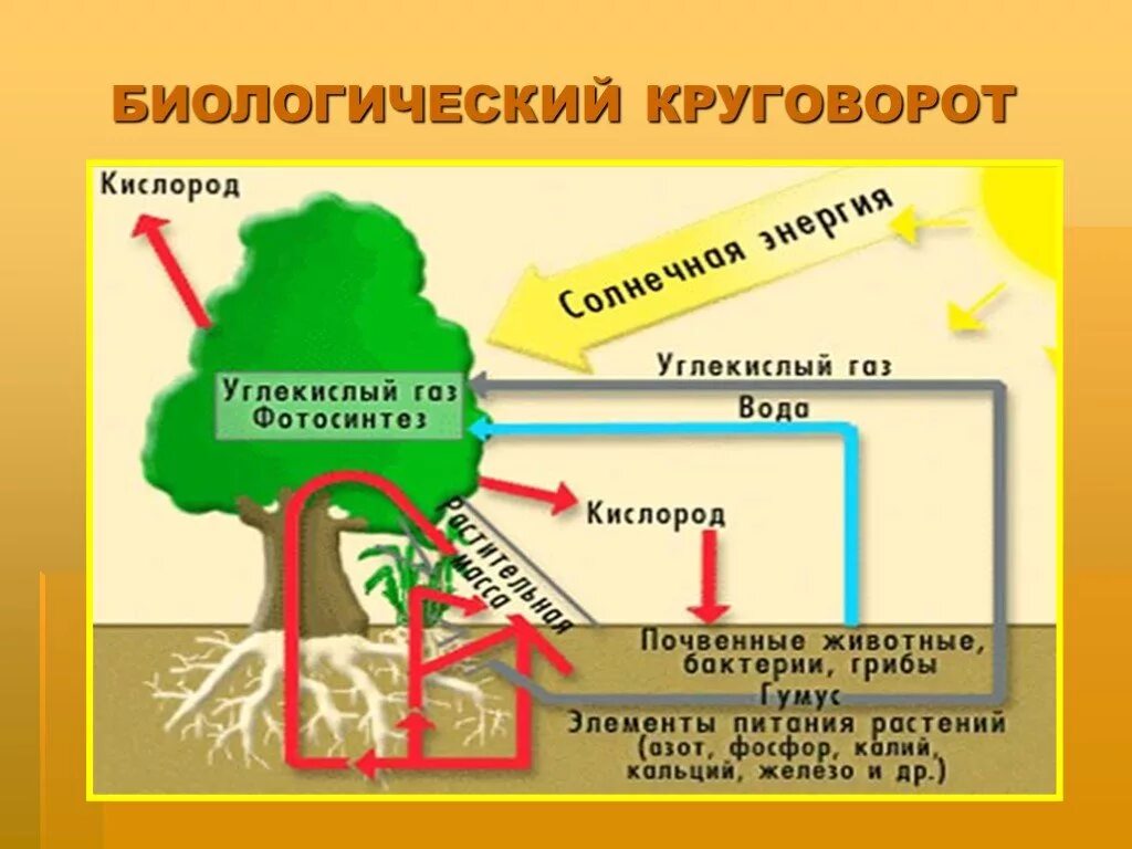 Малый биологический круговорот веществ. Биологический круговорот география 6 класс. Схема биологического круговорота веществ. Биологический круговорот в природе география 6 класс. Круговорот это в биологии