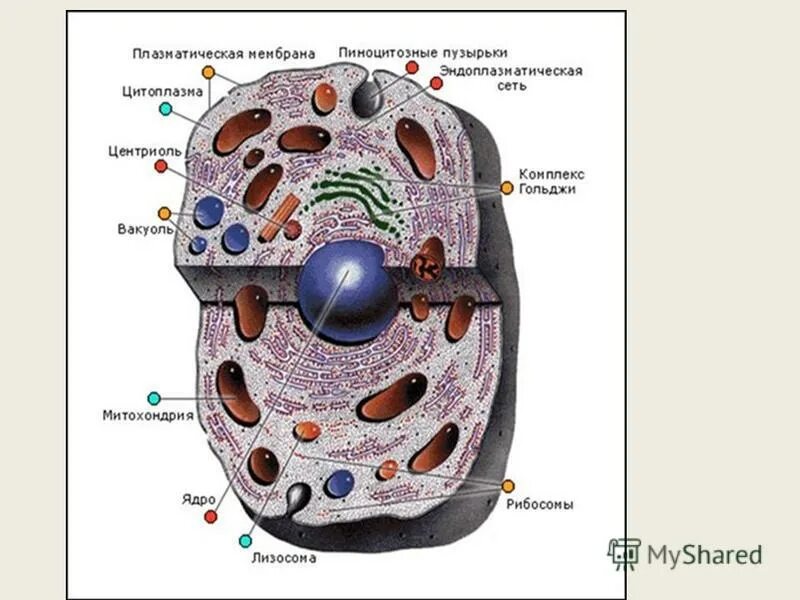 комплекс гольджи митохондрия хлоропласт. органоиды клетки пластиды. комплекс гольджи митохондрия хлоропласт. строение мембраны клетки органеллы. органоид митохондрия.