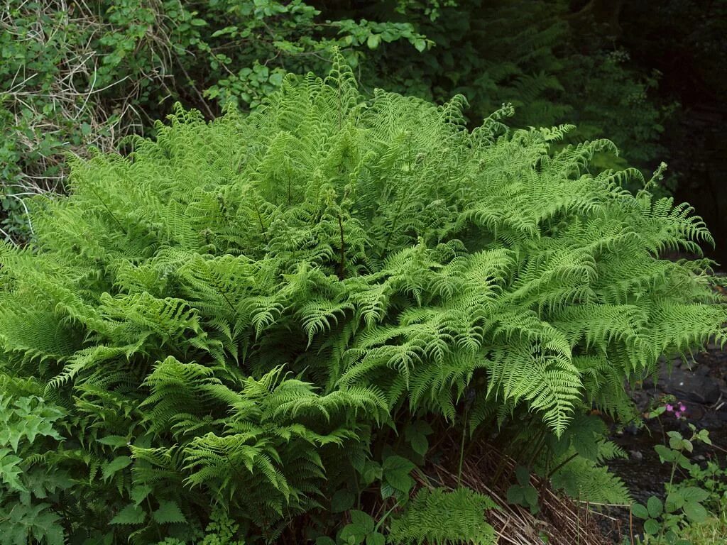 Папоротник садовый фото. Папоротник кочедыжник. папоротник кожедобник. папоротник athyrium. кочедыжник женский (athyrium filix-femina).