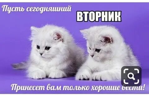 Доброго вторника с котиками