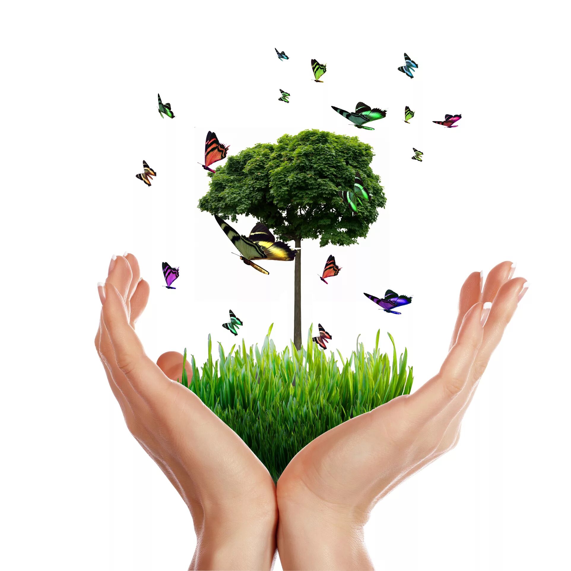 дерево экология. экология. растения защищающие человека. защита природы. экология картинки.