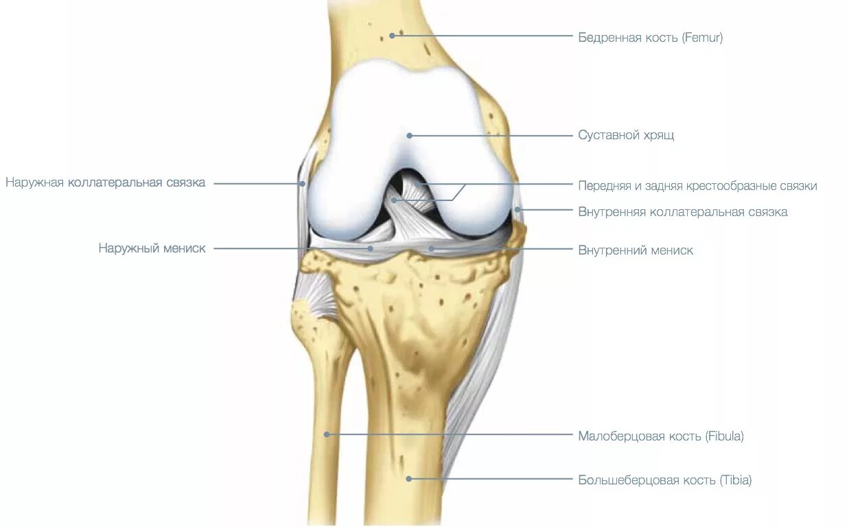 Анатомия коленного сустава мыщелки. Строение коленного сустава. (Кости, связки, мыщелки). Строение коленного сустава мыщелки. Анатомия бедренной кости и коленного сустава.