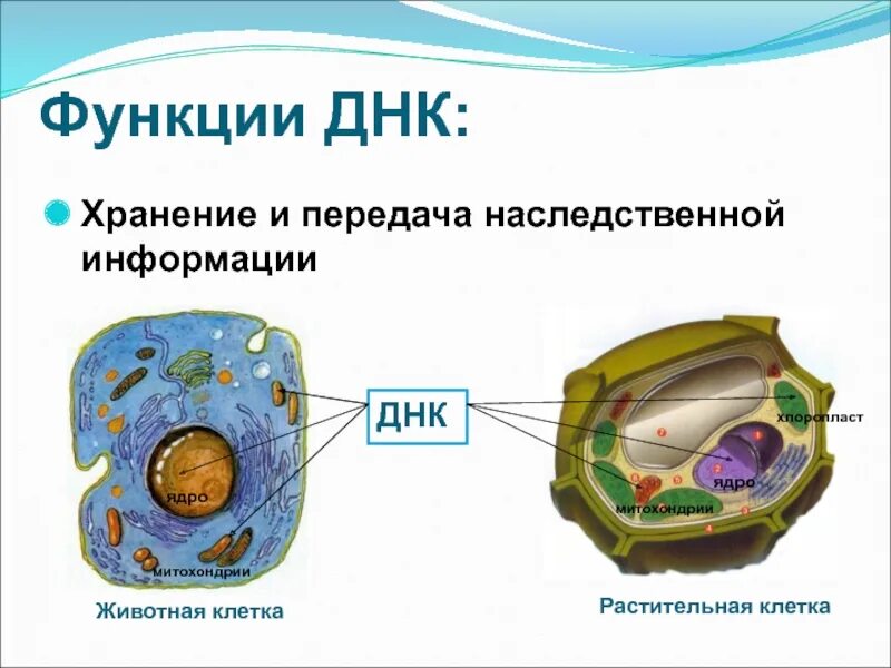 Наследственный материал животной клетки