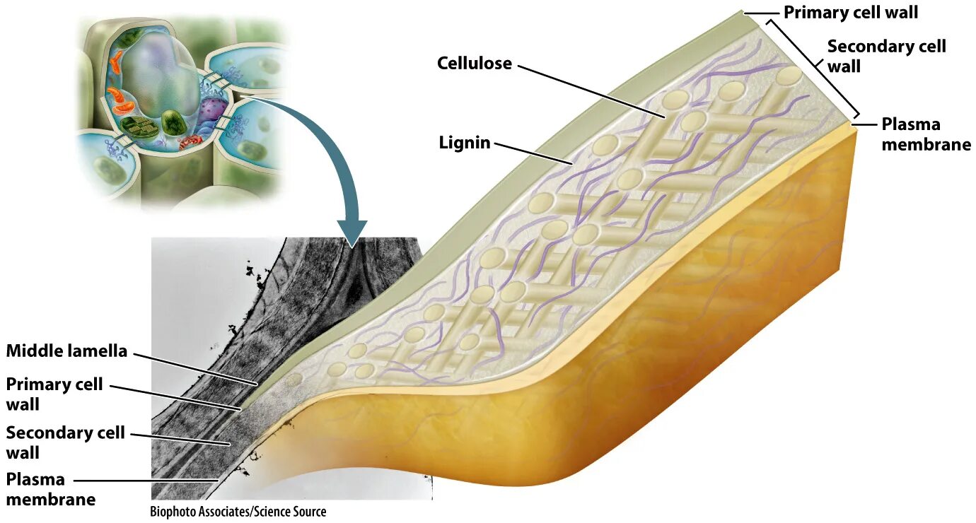 Primary Cell Wall. Plant Cell Wall. Клеточная стенка. Cell Wall Primary secondary.