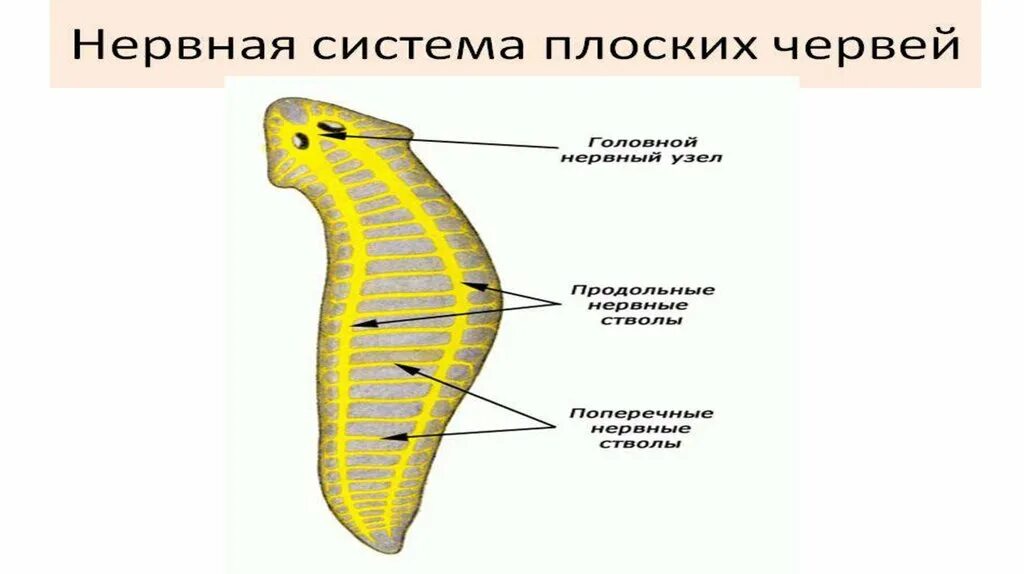 Нервная система плоских червей. Лестничная нервная система у плоских червей. Плоские черви строение нервной системы. Выделительная система пиявок.