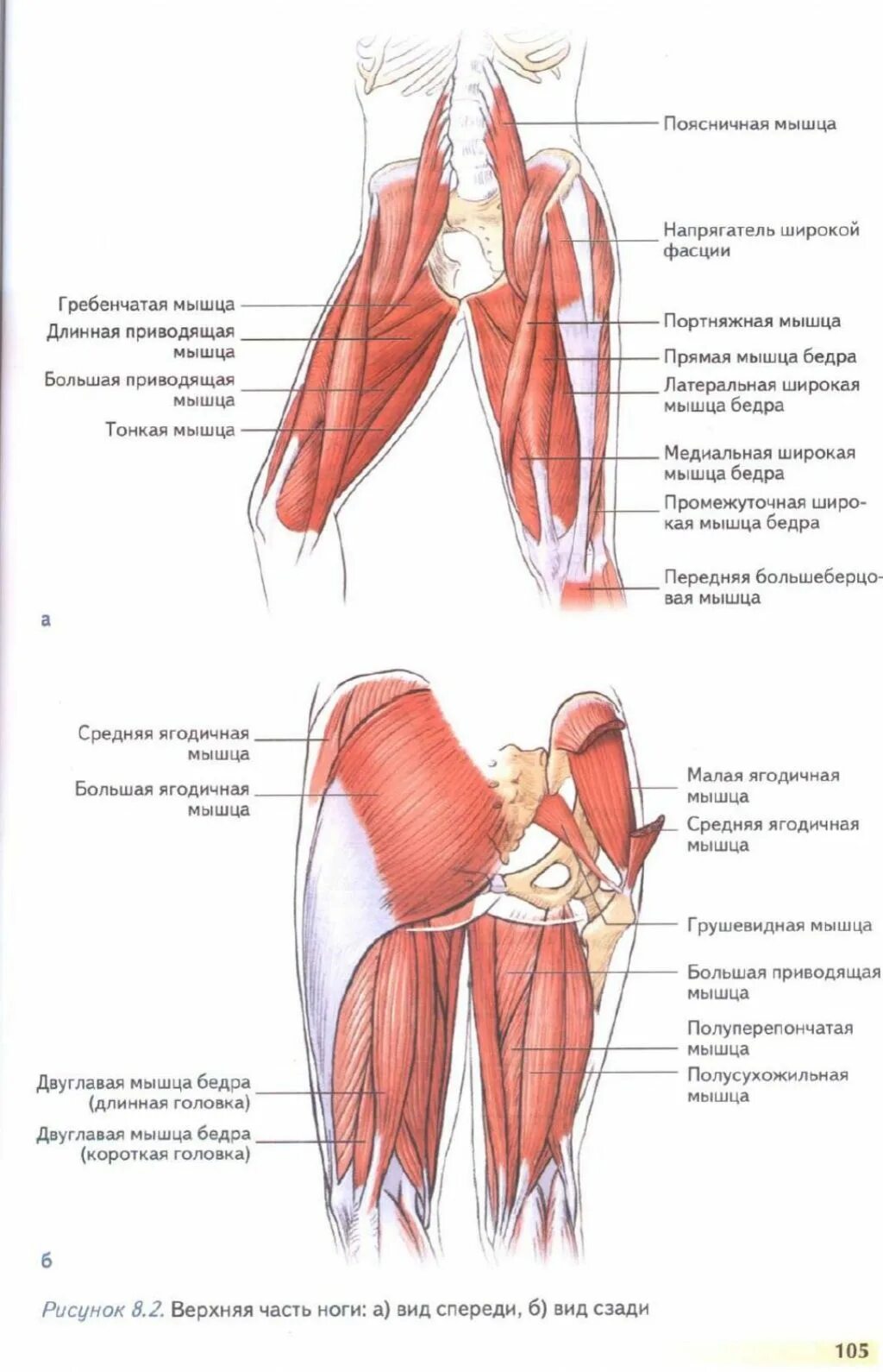 Мышца напрягающая широкую фасцию бедра. Напрягатель широкой фасции бедра анатомия. Широкая фасция бедра анатомия. Болит напрягатель фасции бедра.