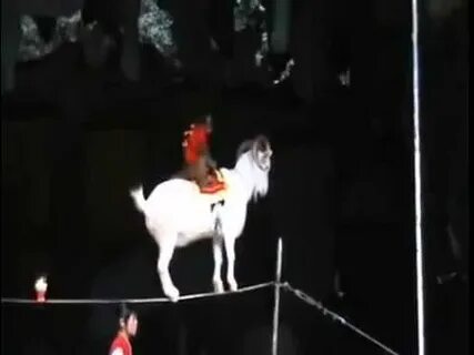 Покажи помни из цирка