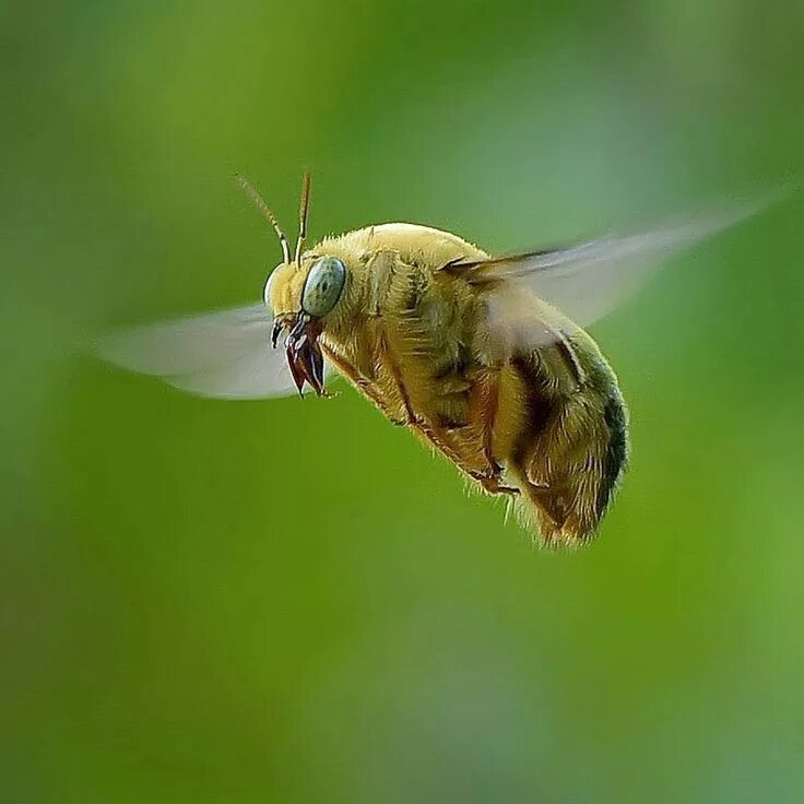 Насекомые похожие на пчел. Летающие насекомые. Желтое летающее насекомое. Насекомое похожее на пчелу. Зелёные насекомые похожие на пчел.