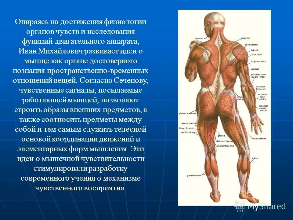 Достижения физиологии. Достижения физиологии. Иван петрович павлов ученый физиолог. М. Предмет и задачи внд.