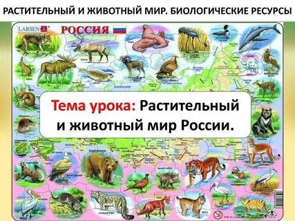 Растительный и животный мир презентация 8 класс