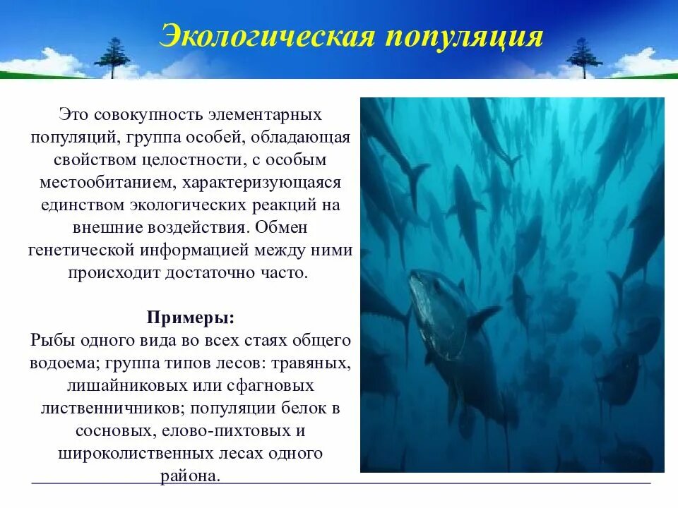 Экологическая популяция. Популяция это в экологии. Элементарные популяции совокупность особей. Популяционно-экологическая теория.