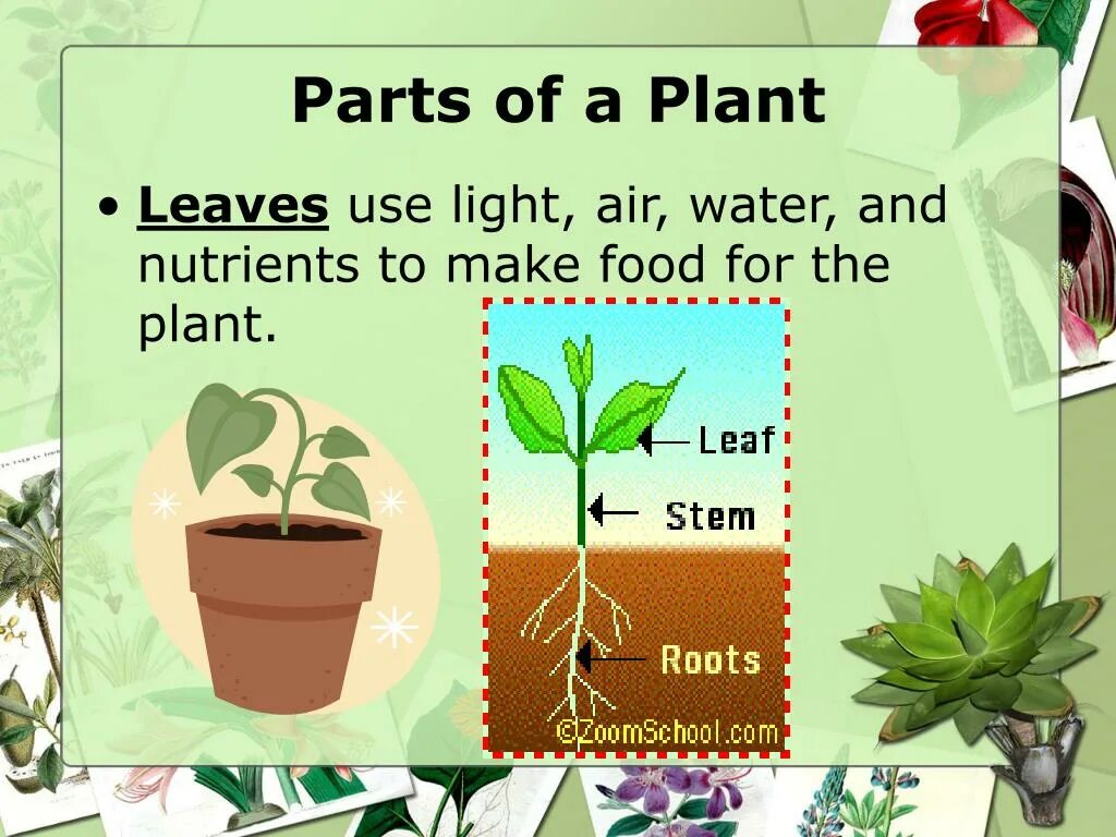 Parts of a Plant. Parts of Plants and Trees презентация. Плант презентации. Parts of a Plant ESL.