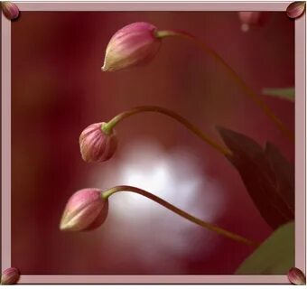 flowers, flora, clematis, buds, mygarden, frhwofavs.