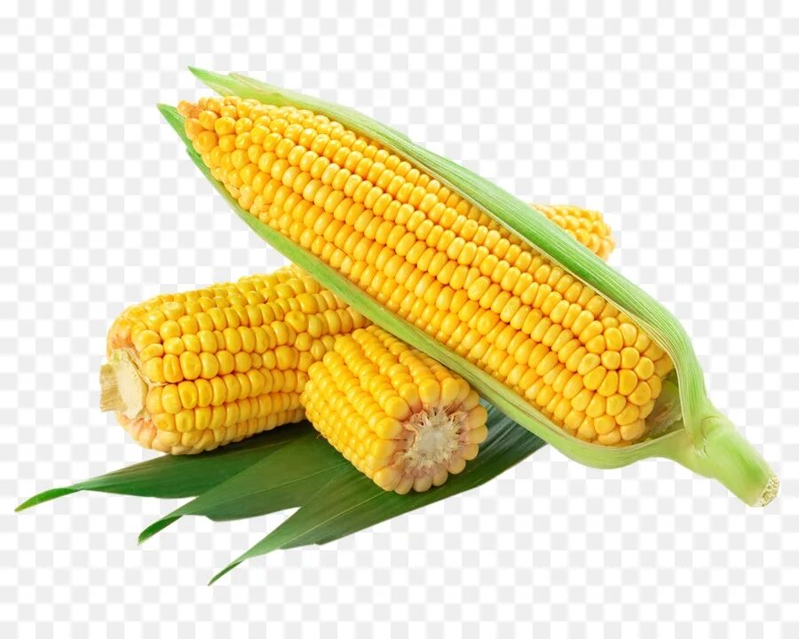 Corn кукуруза. Кукуруза початок. Кукуруза - Zea Mays l.. Кукуруза Свит Хани. Кукуруза на белом фоне.