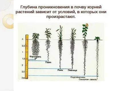 Рост корневой системы