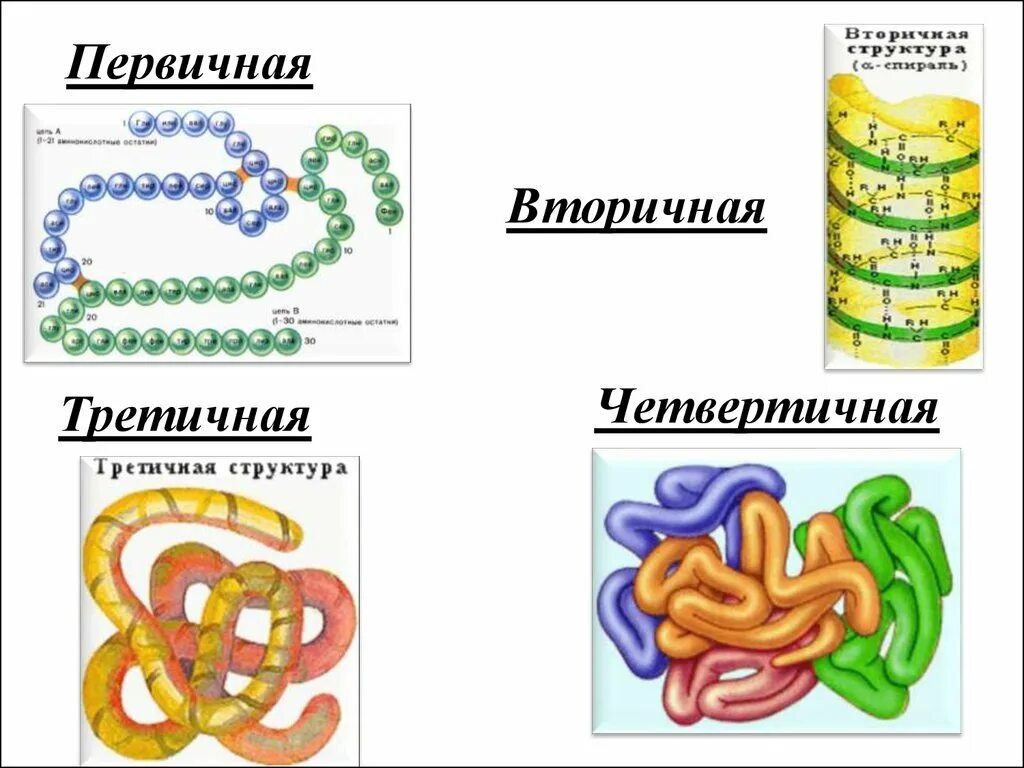 Перечислите 4 структуры белков. Первичная вторичная третичная и четвертичная структуры белков. белки первичная структура вторичная третичная. белки первичная вторичная третичная четвертичная структуры. схема первичной структуры белков.