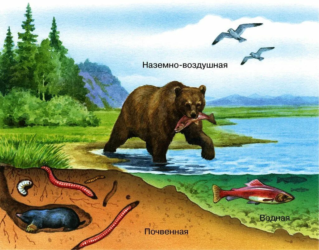 Кто живет в наземной среде. Среды обитания живых организмов. Наземно-воздушная среда. Наземно-воздушная среда обитания. Наземно аоздкшные среда обитания.