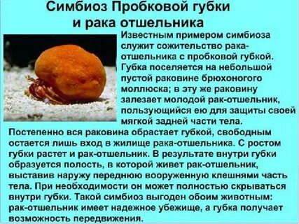 Примером симбиоза служит