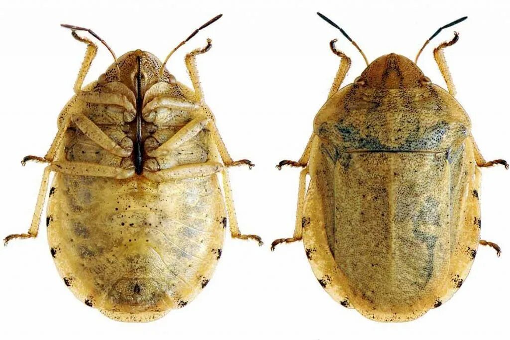 Жук клоп черепашка. Клоп вредная черепашка рисунок. Развитие клопа вредная черепашка стадии развития. Клоп вредная черепашка цикл развития. Клоп вредная черепашка цикл развития.