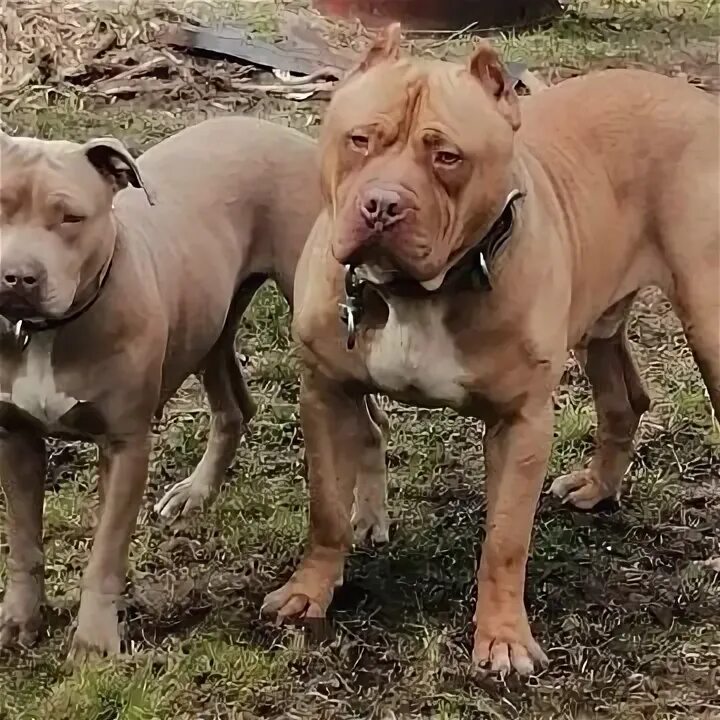 Питбуль киров. Красноносый питбуль. Порода собак кубинский питбуль. Собака питбуль и амстафф. Порода собак питбуль.