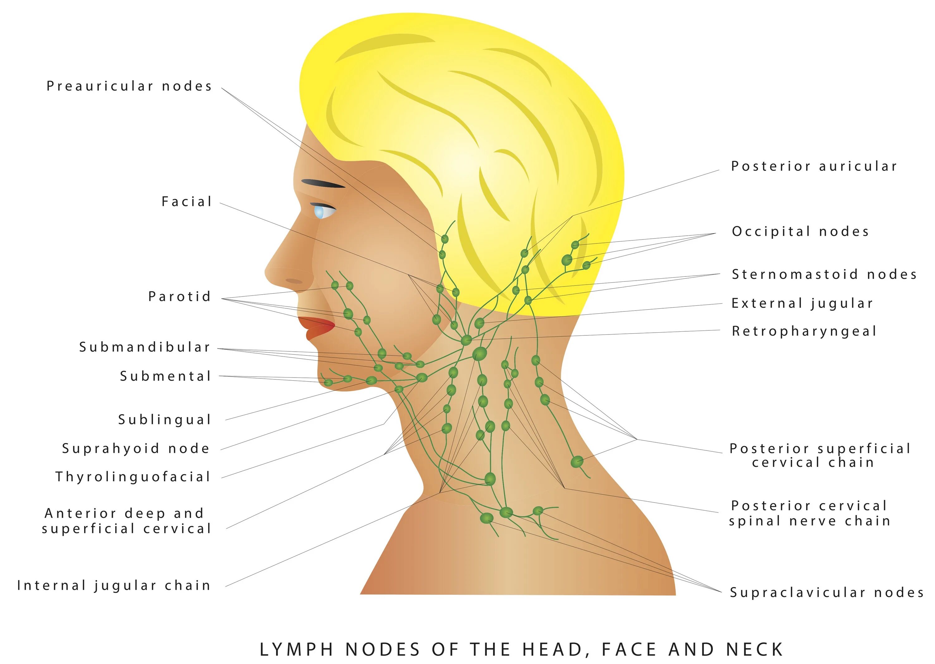 Лимфатическая система головы и шеи схема. Расположение лимфоузлов на голове у человека схема расположения.