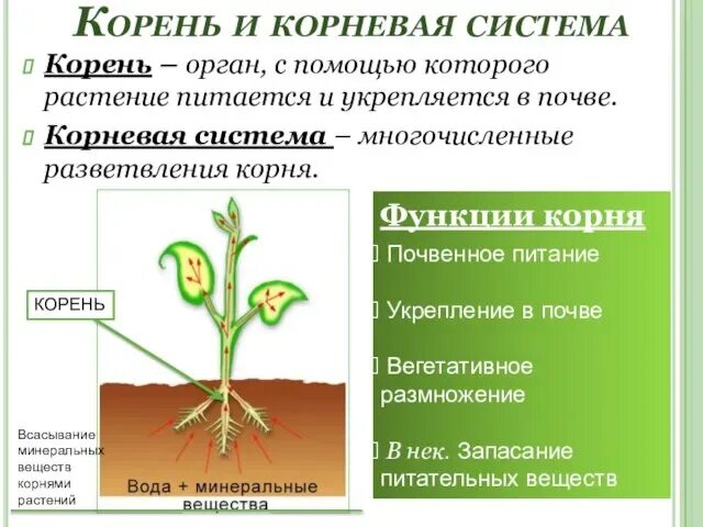 Корневая система цветковых растений. Строение корневой системы цветкового растения. Строение и функции органов цветкового растения. Органы растений 6 класс биология. Органы цветкового растения таблица.