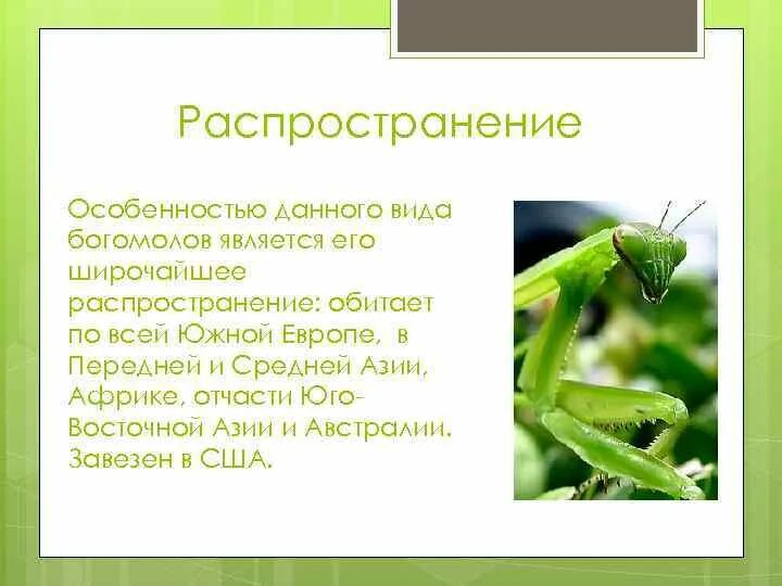 Богомол сообщение 2 класс. Богомол презентация. Богомол краткая информация. Сообщение о богомоле. Где живет богомолов