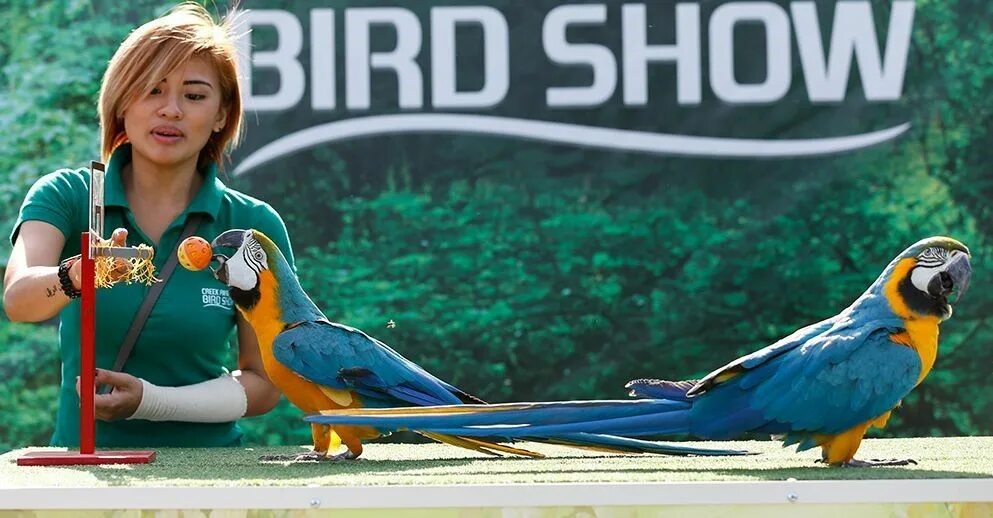 Пальмитос парк птицы шоу. Dubai Birds. Stafford Bird show. Птицы в Дубае.