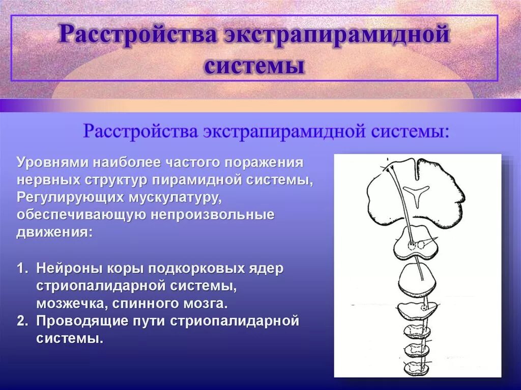 Поражение экстрапирамидной системы. Экстрапирамидная система. Нарушения экстрапирамидальной системы. Пирамидная и экстрапирамидная системы.