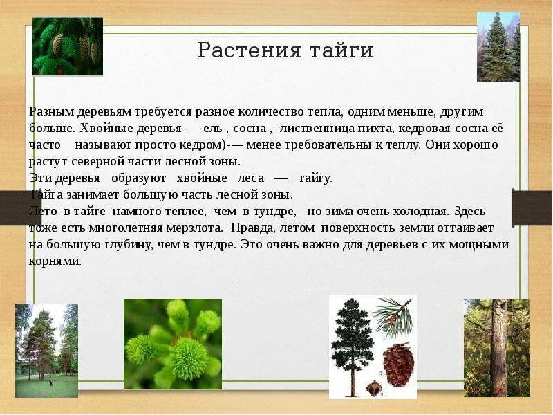 В какой природной зоне преобладают хвойные деревья. Растения тайги. Растения таежной зоны. Зона тайги растительность. Растительный мир зоны тайги.