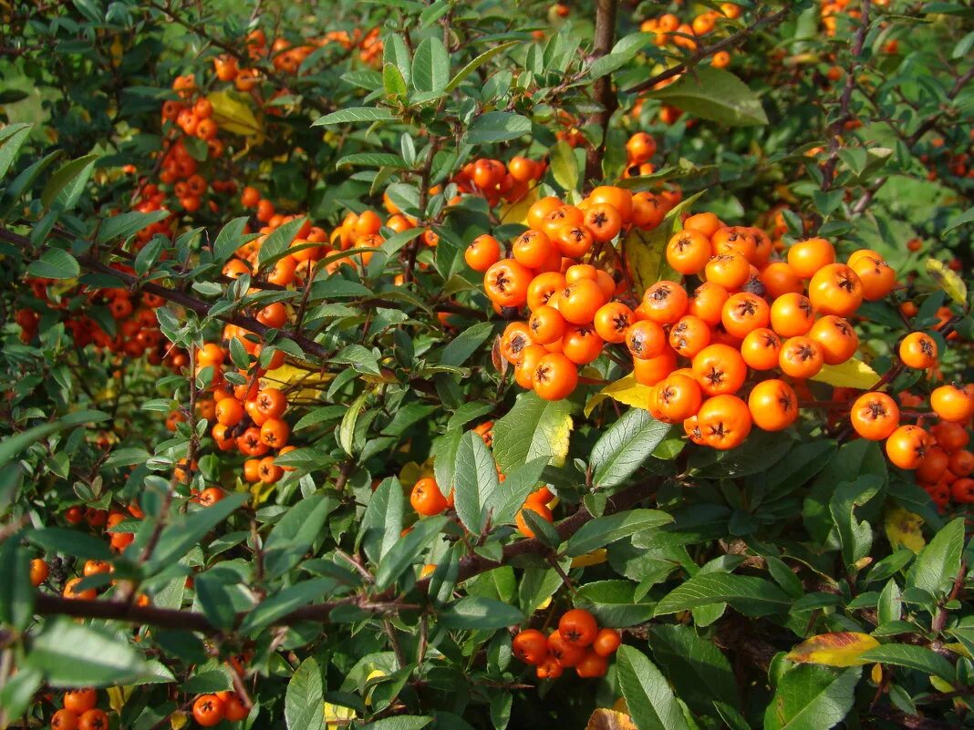 pyracantha liz west Flickr