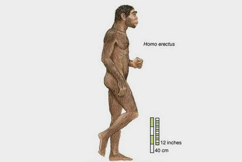 Человек прямоходящий. Homo Erectus в полный рост. Homo Erectus рост. Homo Erectus – человек выпрямленный. Человек умелый боком.