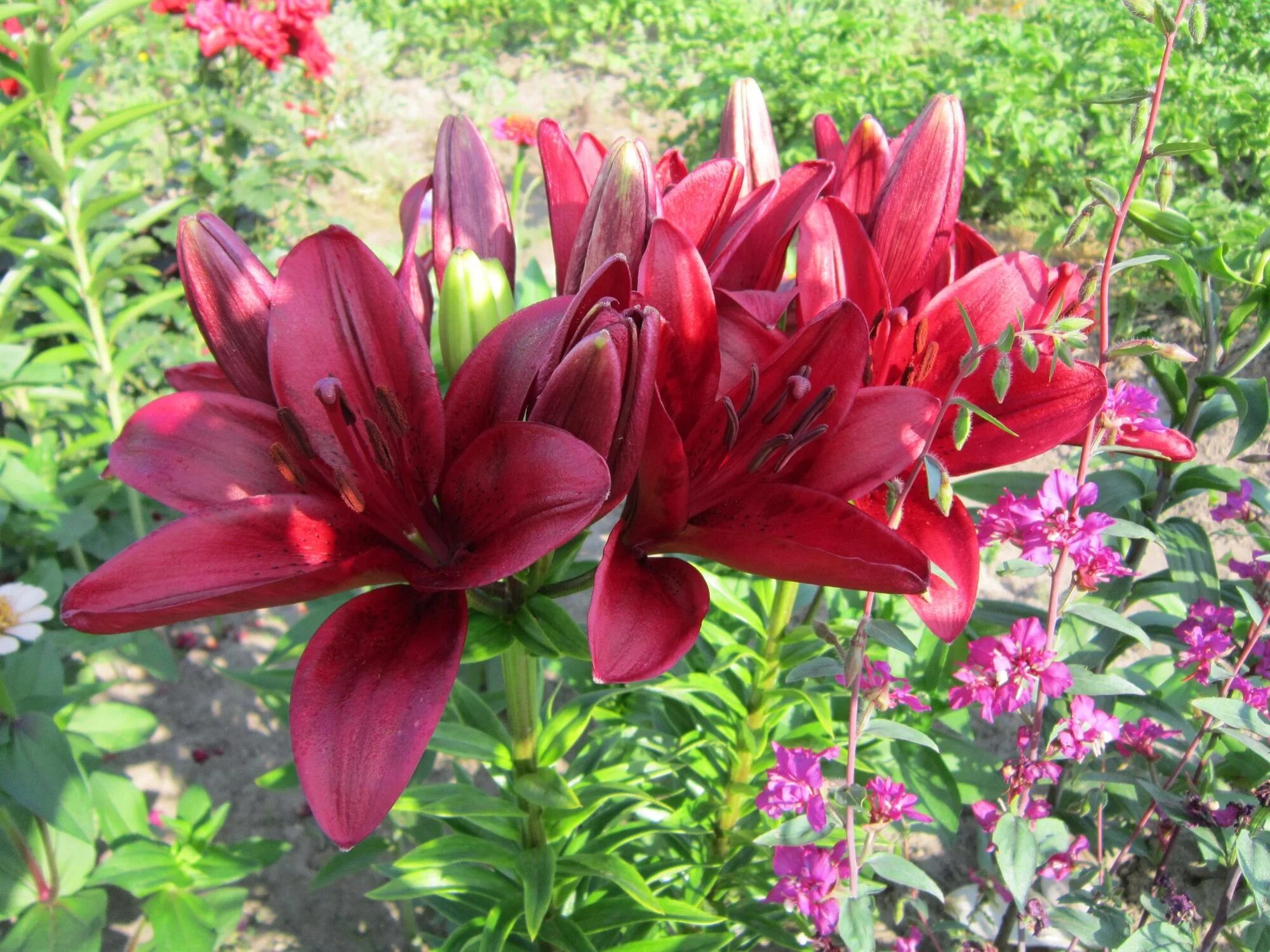 лилии ла-гибриды свит шугар. ла гибриды описание. лилия эль диво (ла-гибрид). лилия блэк аут. лилия ла-гибриды fangio.