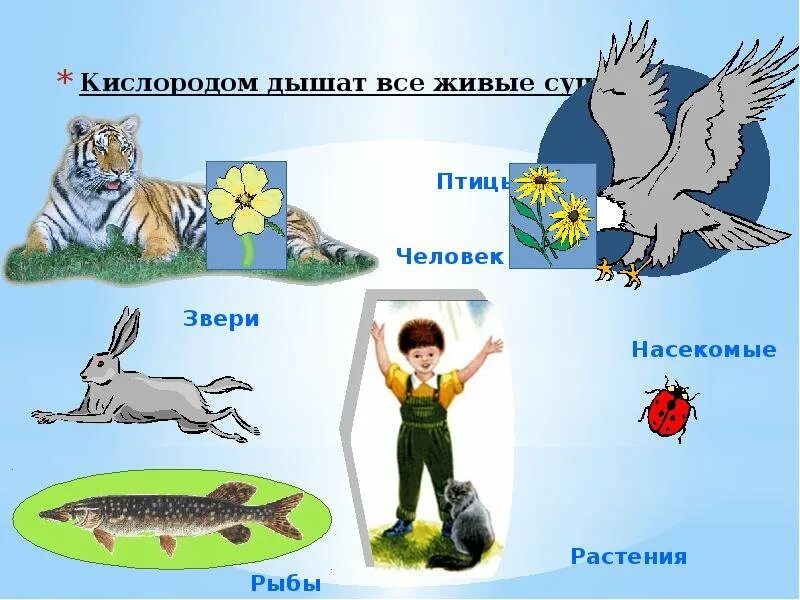 Значение воздуха в природе и жизни человека. Значение воздуха для растений животных и человека. Значение воздуха для животных и человека. Роль воздуха в жизни животных. Значение воздуха для человека.